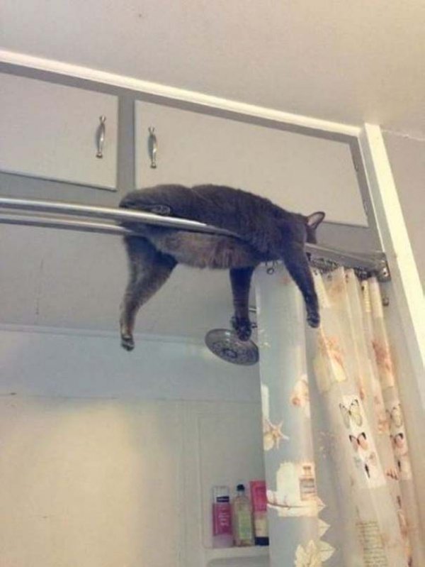 10-cats-that-dont-know-what-they-do-with-their-lives