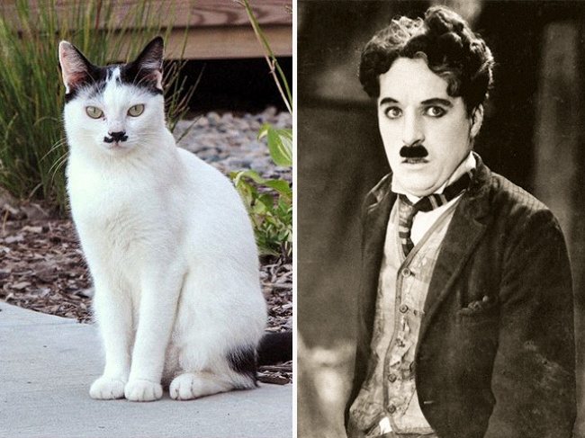 10-cats-that-look-just-like-movie-characters