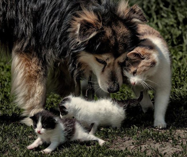 10-dog-and-cat-beautiful-heartwarming-friendship