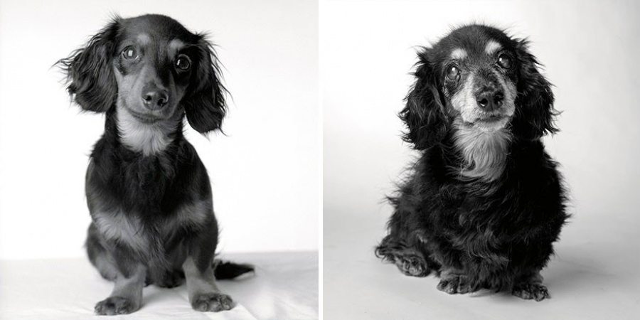 10-photography-project-dogs-getting-older