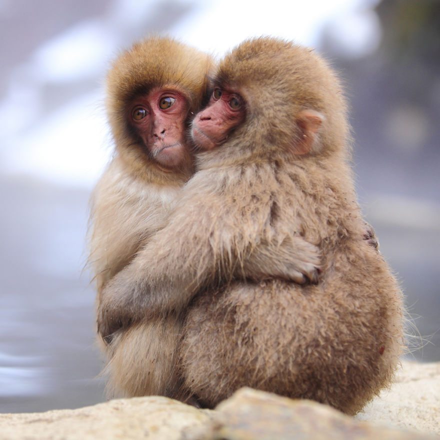 10-pics-of-animals-showing-their-love