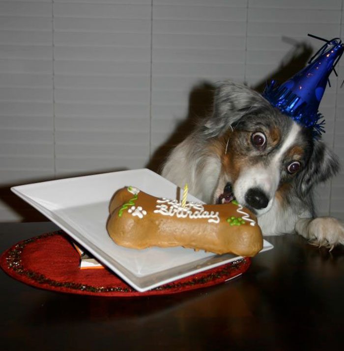 11-animals-having-better-birthday-parties-than-you