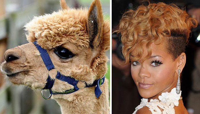 11-animals-that-look-just-like-famous-people