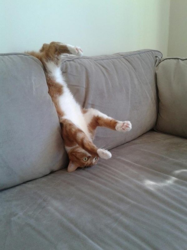 11-cats-that-dont-know-what-they-do-with-their-lives