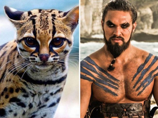 11-cats-that-look-just-like-movie-characters
