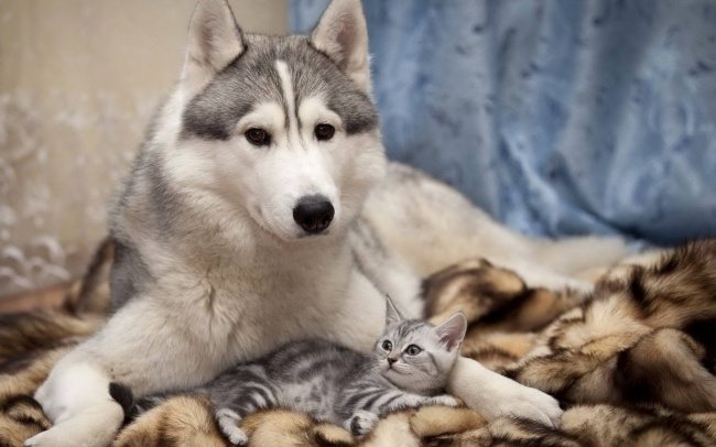 11-dog-and-cat-beautiful-heartwarming-friendship