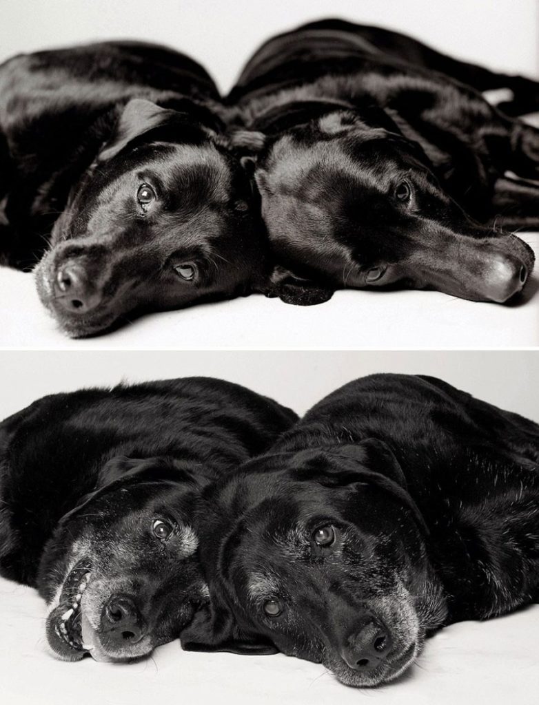 11-photography-project-dogs-getting-older