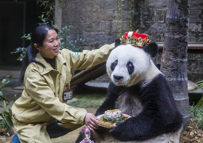 12-animals-having-better-birthday-parties-than-you