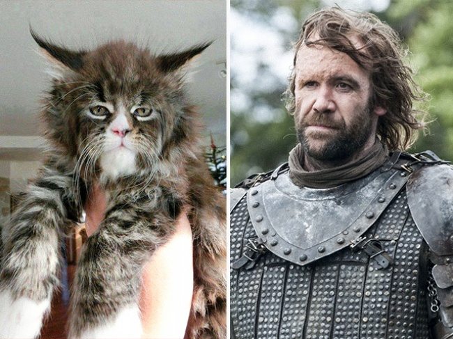 12-cats-that-look-just-like-movie-characters
