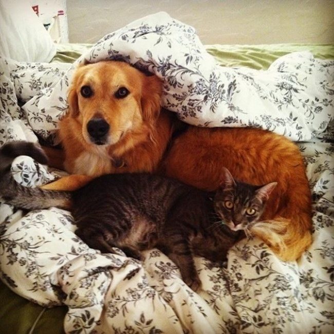 12-dog-and-cat-beautiful-heartwarming-friendship