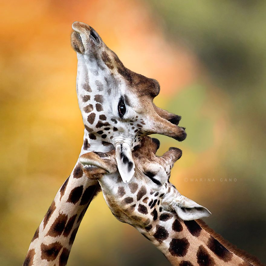 12-pics-of-animals-showing-their-love