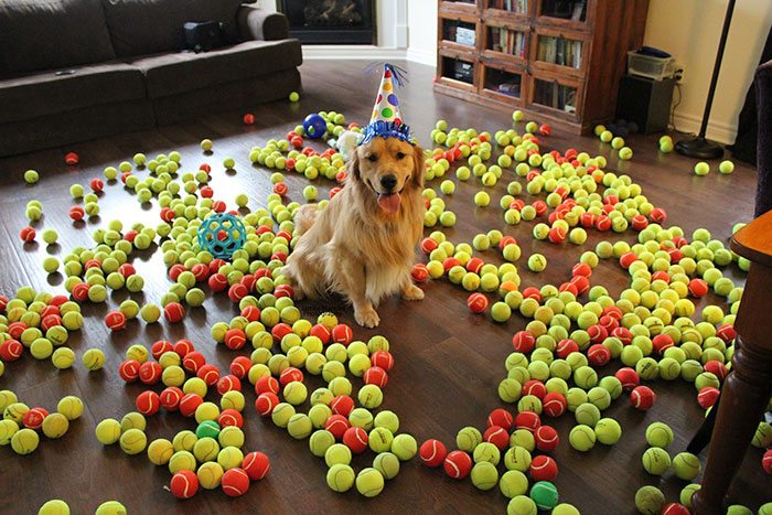 13-animals-having-better-birthday-parties-than-you