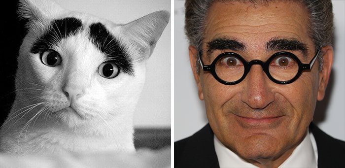 13-animals-that-look-just-like-famous-people