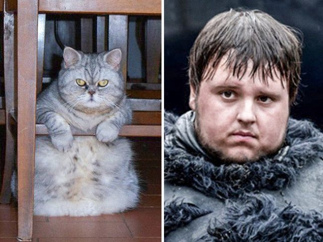 13-cats-that-look-just-like-movie-characters