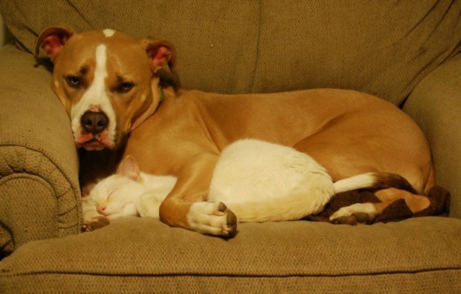 13-dog-and-cat-beautiful-heartwarming-friendship