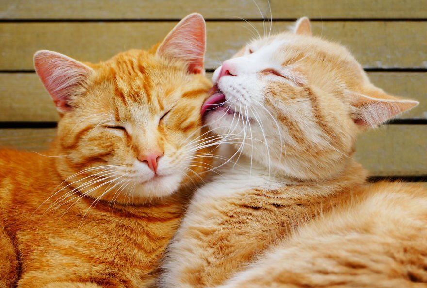 13-pics-of-animals-showing-their-love