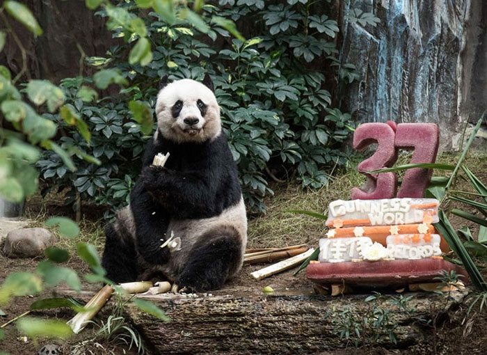 14-animals-having-better-birthday-parties-than-you