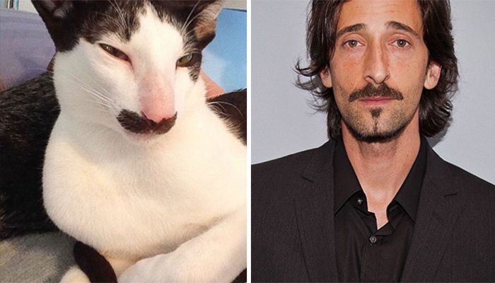 14-animals-that-look-just-like-famous-people