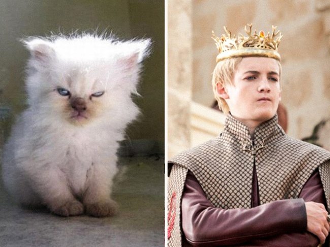 14-cats-that-look-just-like-movie-characters