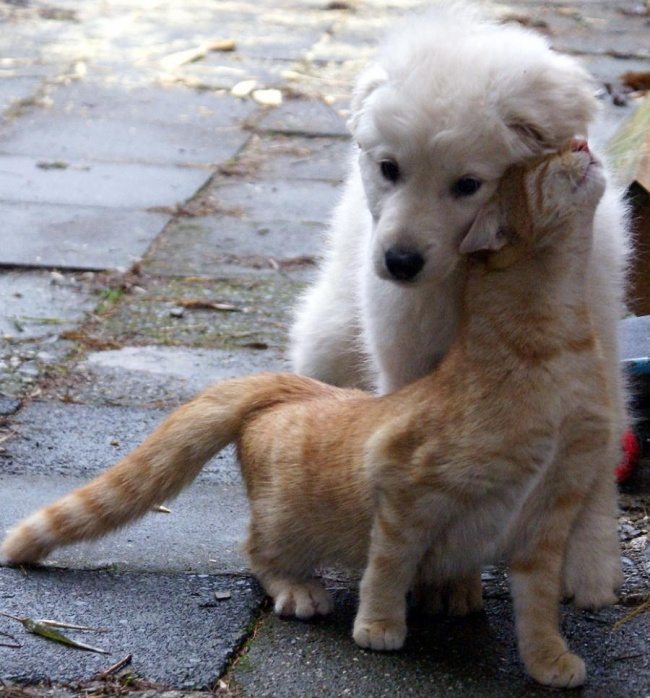 14-dog-and-cat-beautiful-heartwarming-friendship