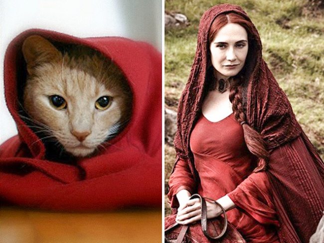 15-cats-that-look-just-like-movie-characters
