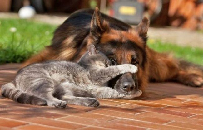 15-dog-and-cat-beautiful-heartwarming-friendship
