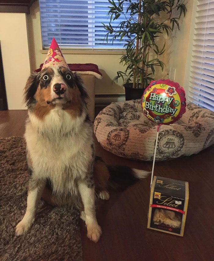 16-animals-having-better-birthday-parties-than-you
