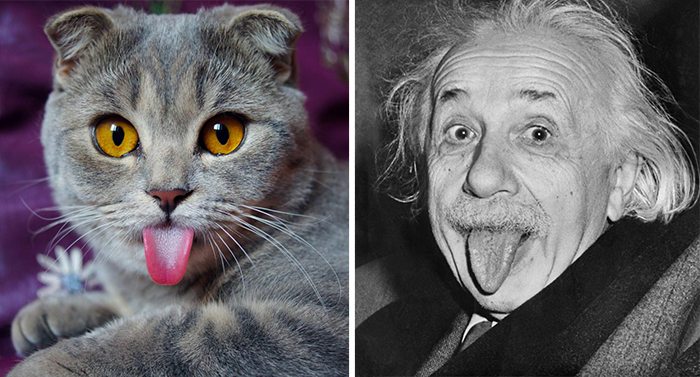 16-animals-that-look-just-like-famous-people