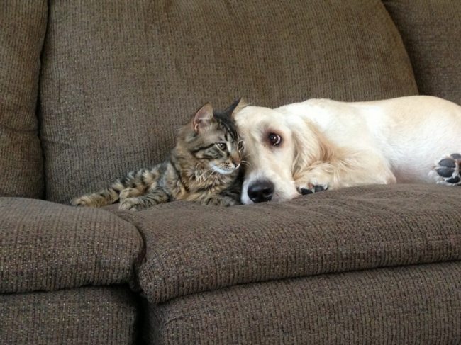 16-dog-and-cat-beautiful-heartwarming-friendship
