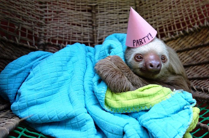 17-animals-having-better-birthday-parties-than-you