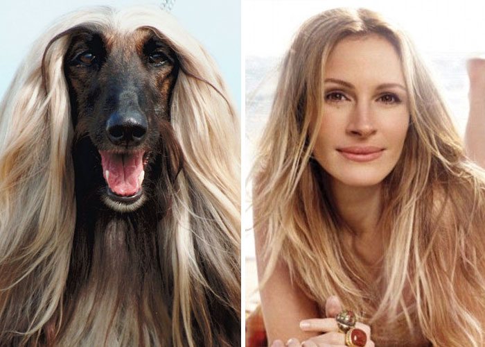 17-animals-that-look-just-like-famous-people