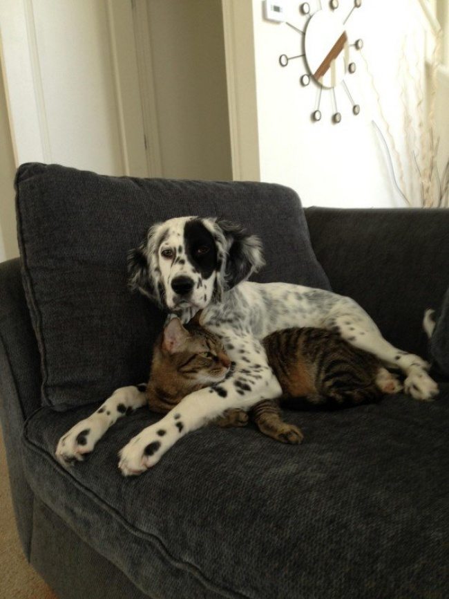 17-dog-and-cat-beautiful-heartwarming-friendship