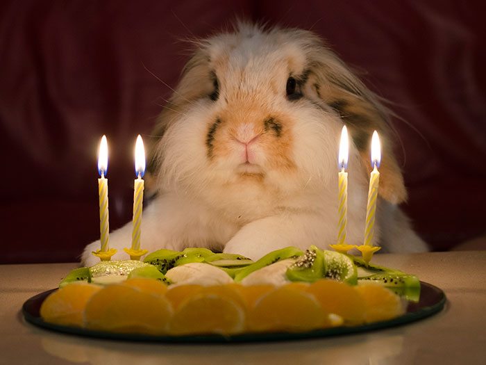 18-animals-having-better-birthday-parties-than-you
