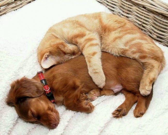 18-dog-and-cat-beautiful-heartwarming-friendship
