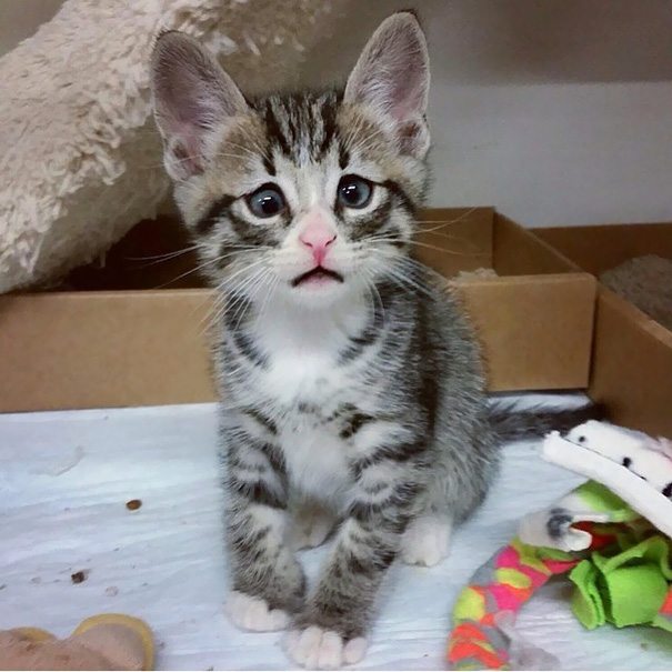 18-kittens-that-will-make-you-cry