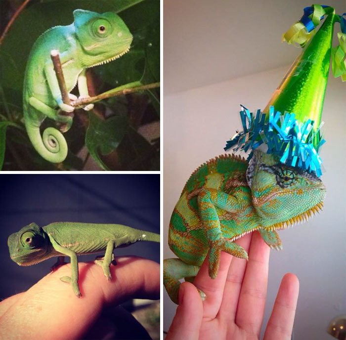 19-animals-having-better-birthday-parties-than-you