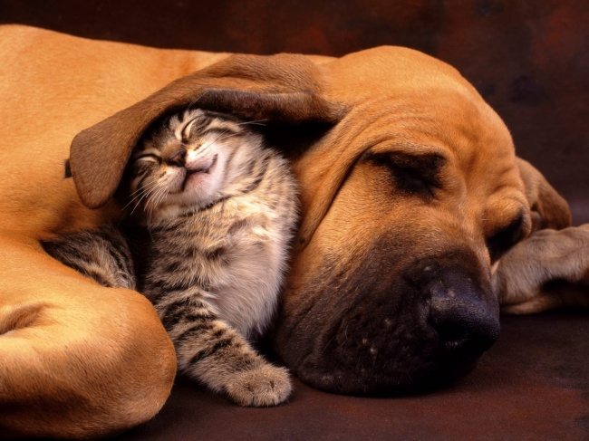 19-dog-and-cat-beautiful-heartwarming-friendship