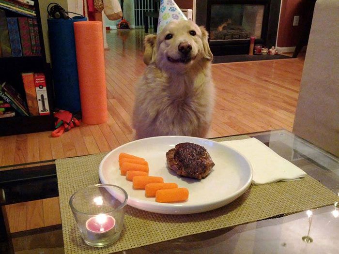 2-animals-having-better-birthday-parties-than-you