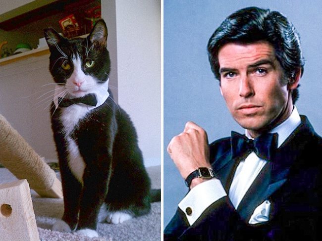 2-cats-that-look-just-like-movie-characters