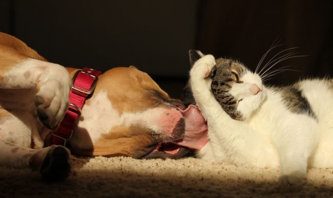 2-dog-and-cat-beautiful-heartwarming-friendship