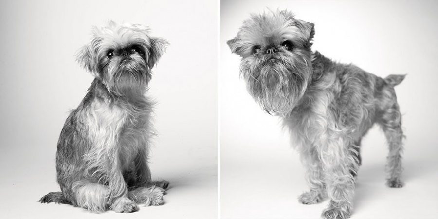 2-photography-project-dogs-getting-older