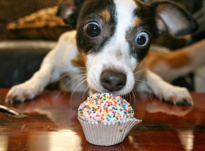 20-animals-having-better-birthday-parties-than-you