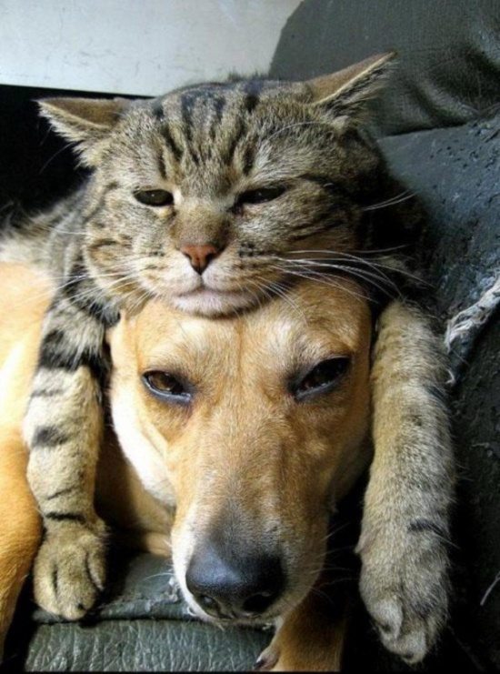 20-dog-and-cat-beautiful-heartwarming-friendship