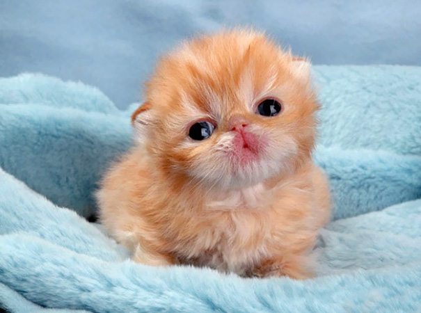 20-kittens-that-will-make-you-cry