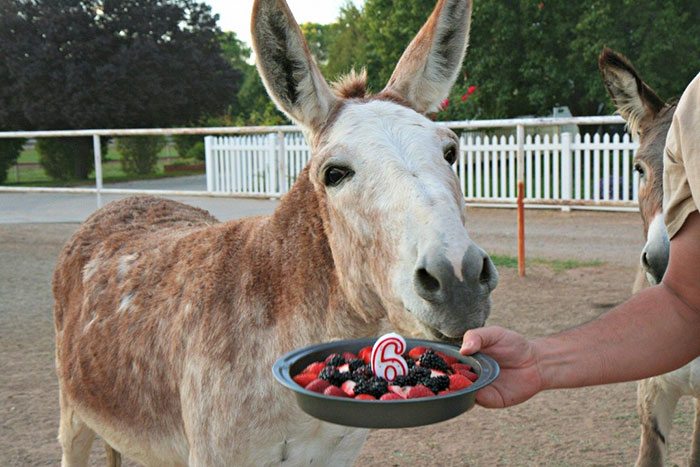 21-animals-having-better-birthday-parties-than-you