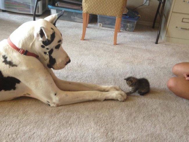 21-dog-and-cat-beautiful-heartwarming-friendship