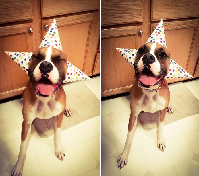 22-animals-having-better-birthday-parties-than-you