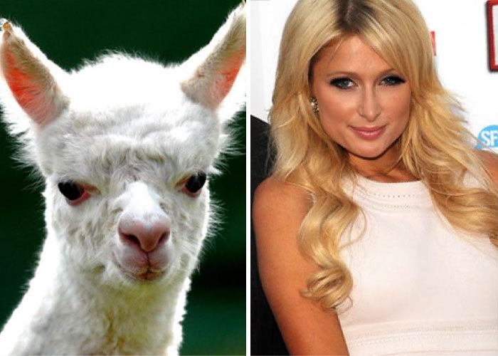 22-animals-that-look-just-like-famous-people