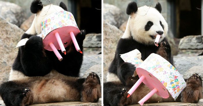 23-animals-having-better-birthday-parties-than-you