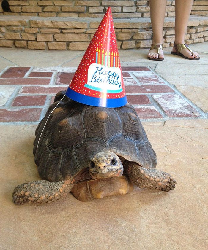 24-animals-having-better-birthday-parties-than-you